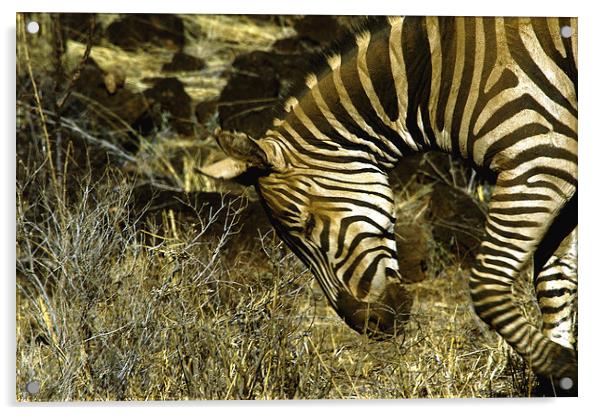 JST3020 Plains Zebra Acrylic by Jim Tampin