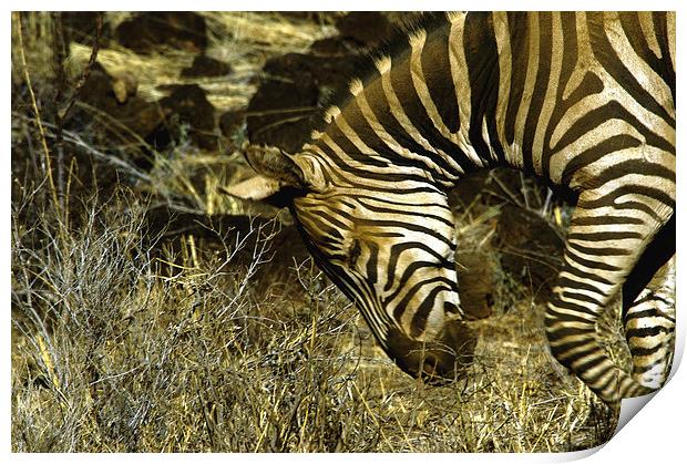 JST3020 Plains Zebra Print by Jim Tampin