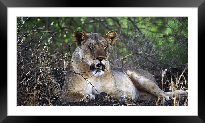 JST3024 Lioness Framed Mounted Print by Jim Tampin