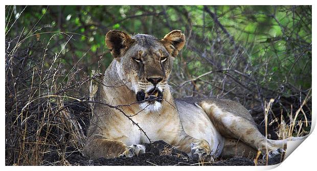 JST3024 Lioness Print by Jim Tampin