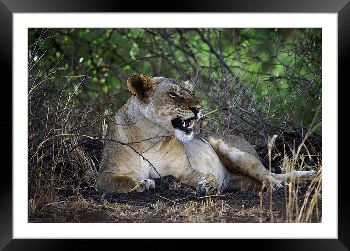 JST3025 Lioness Framed Mounted Print by Jim Tampin