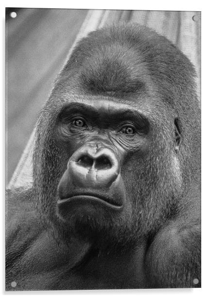 Western Lowland Gorilla Acrylic by Keith Thorburn EFIAP/b