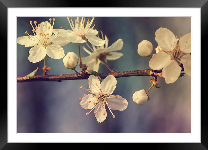The magic of spring Framed Mounted Print by Chiara Cattaruzzi
