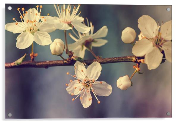 The magic of spring Acrylic by Chiara Cattaruzzi