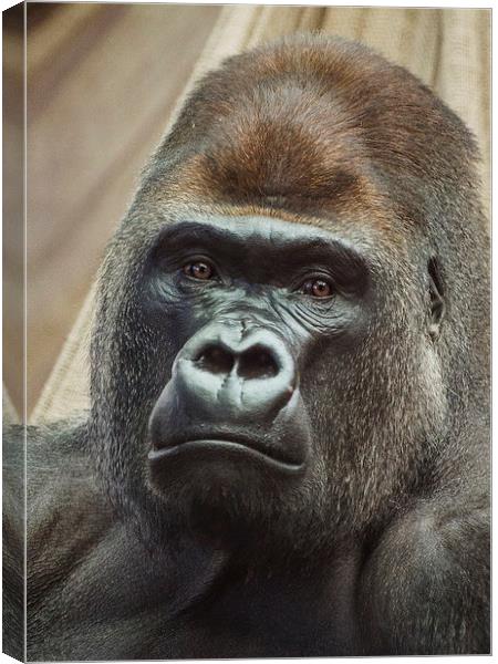 Western Lowland Gorilla Canvas Print by Keith Thorburn EFIAP/b