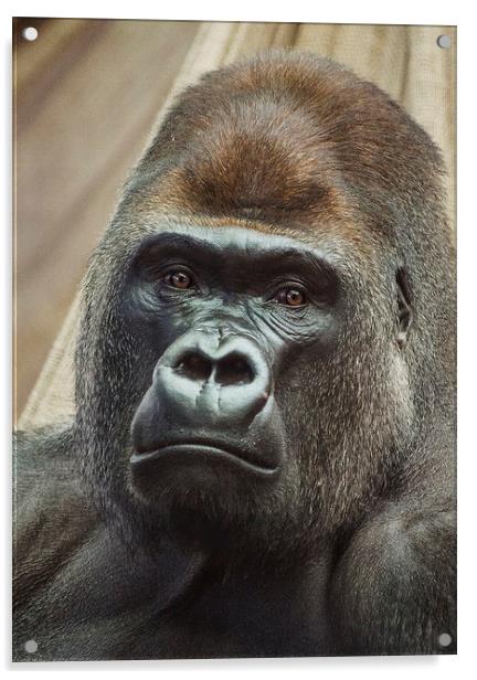 Western Lowland Gorilla Acrylic by Keith Thorburn EFIAP/b