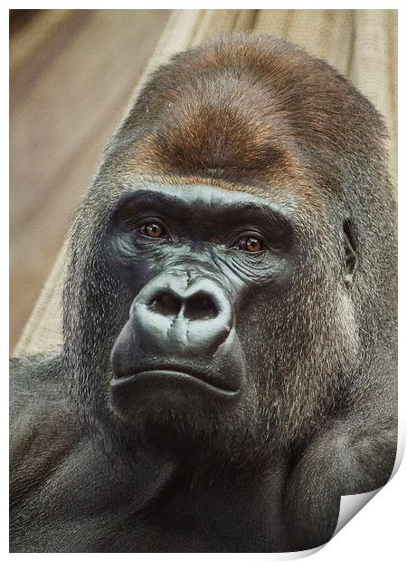 Western Lowland Gorilla Print by Keith Thorburn EFIAP/b