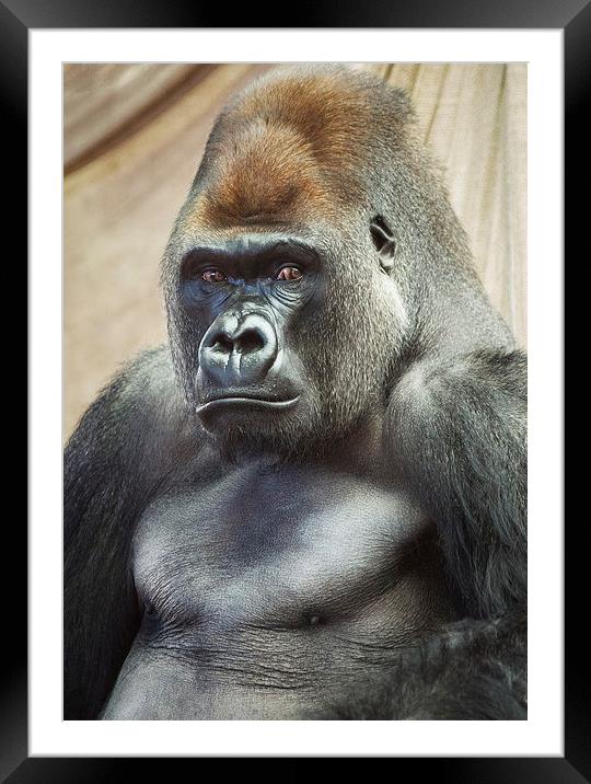 Moody Gorilla Framed Mounted Print by Keith Thorburn EFIAP/b