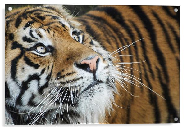 Jae Jae Sumatran Tiger Acrylic by Keith Thorburn EFIAP/b