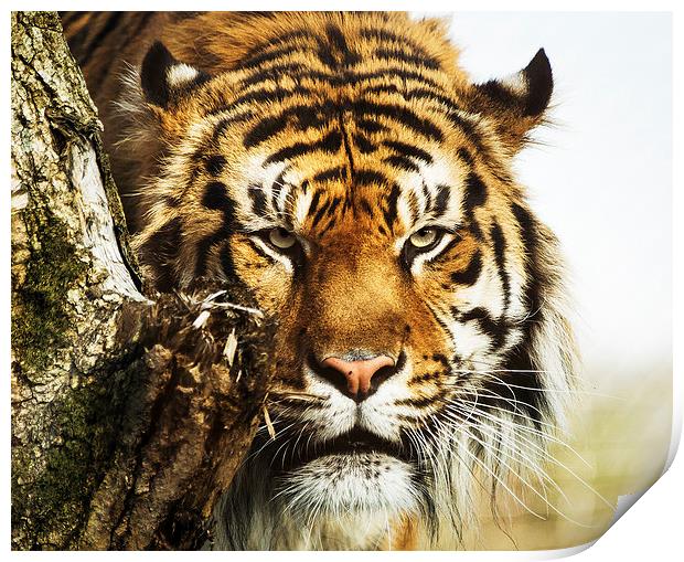 Jae Jae Sumatran Tiger Print by Keith Thorburn EFIAP/b