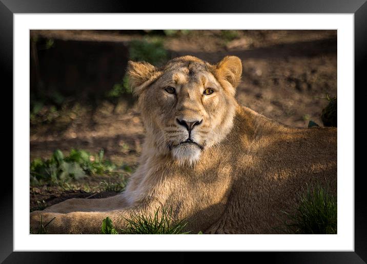 Female Lion Framed Mounted Print by Keith Thorburn EFIAP/b