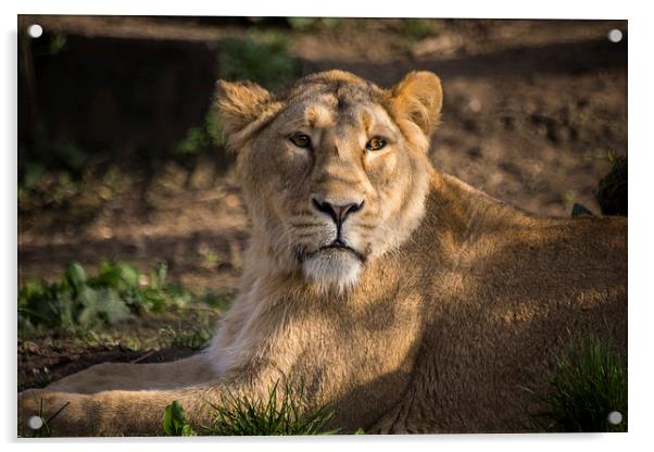 Female Lion Acrylic by Keith Thorburn EFIAP/b
