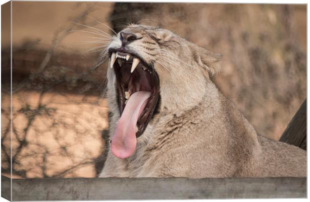 Lion Mouth Canvas Print by Keith Thorburn EFIAP/b
