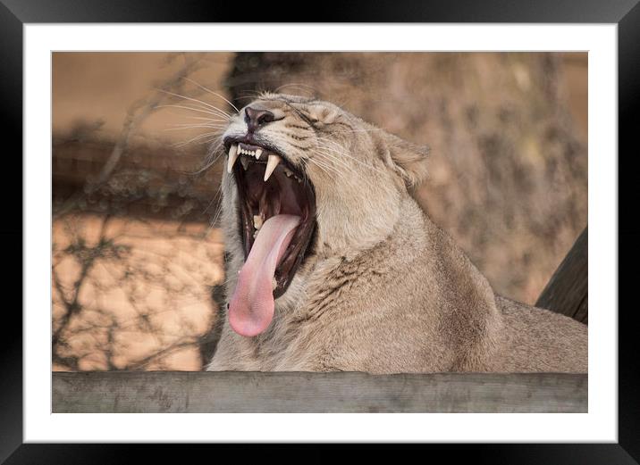 Lion Mouth Framed Mounted Print by Keith Thorburn EFIAP/b