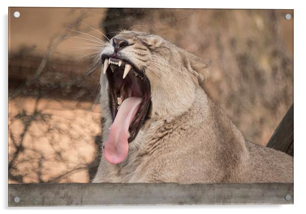 Lion Mouth Acrylic by Keith Thorburn EFIAP/b