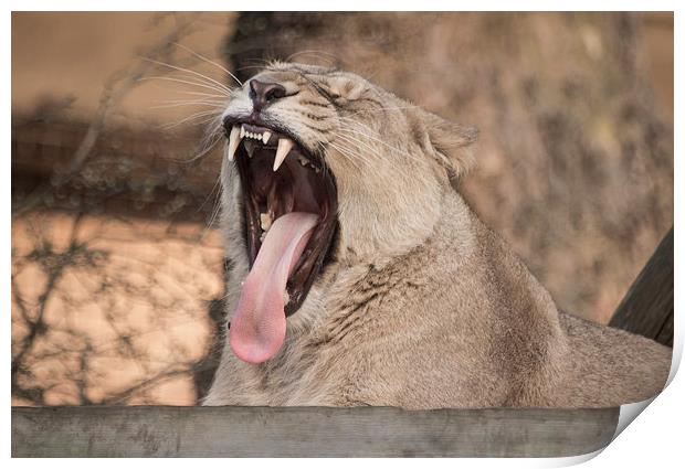 Lion Mouth Print by Keith Thorburn EFIAP/b