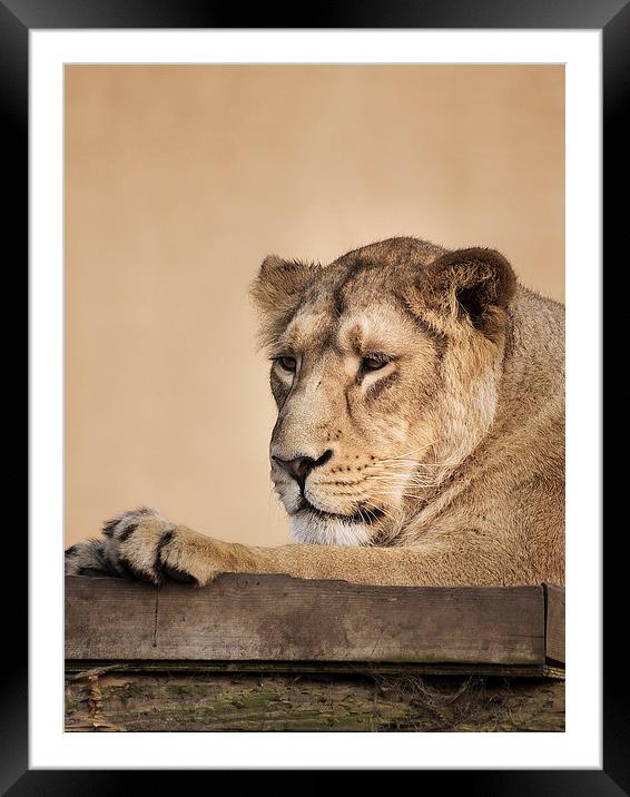 Lion Framed Mounted Print by Keith Thorburn EFIAP/b