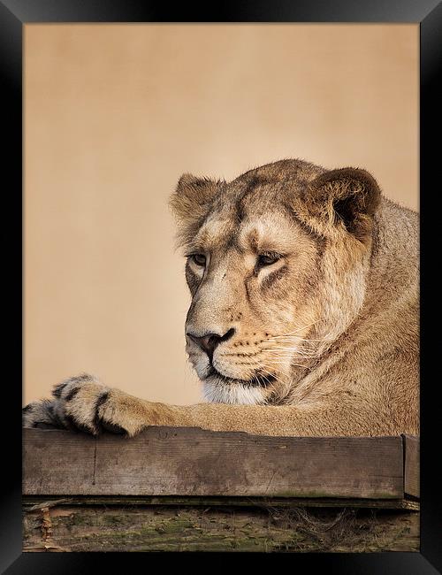Lion Framed Print by Keith Thorburn EFIAP/b