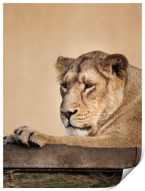Lion Print by Keith Thorburn EFIAP/b