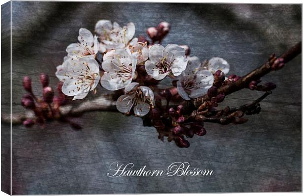 Delicate Dances of Hawthorn Blossom Canvas Print by Steve Purnell