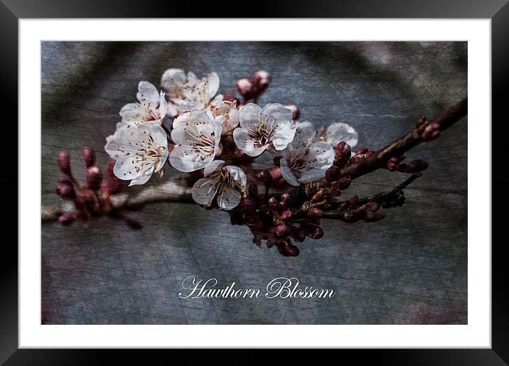 Delicate Dances of Hawthorn Blossom Framed Mounted Print by Steve Purnell