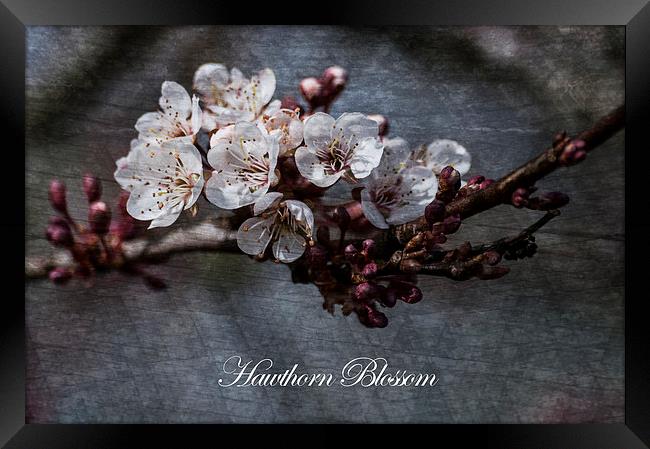 Delicate Dances of Hawthorn Blossom Framed Print by Steve Purnell