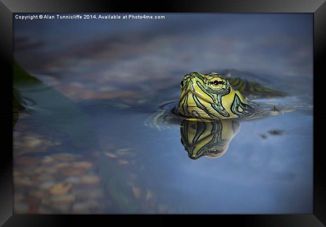 reflections of a terrapin Framed Print by Alan Tunnicliffe