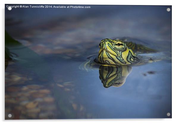 reflections of a terrapin Acrylic by Alan Tunnicliffe