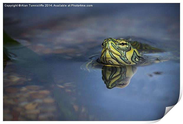 reflections of a terrapin Print by Alan Tunnicliffe
