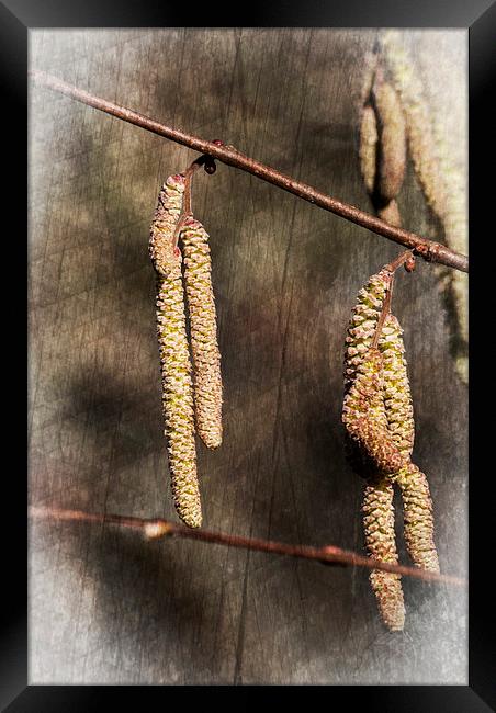 Male Hazel Catkins Framed Print by Steve Purnell