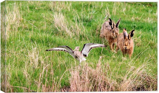 Hares chasing Redshank Canvas Print by Andy Wickenden