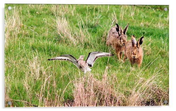 Hares chasing Redshank Acrylic by Andy Wickenden