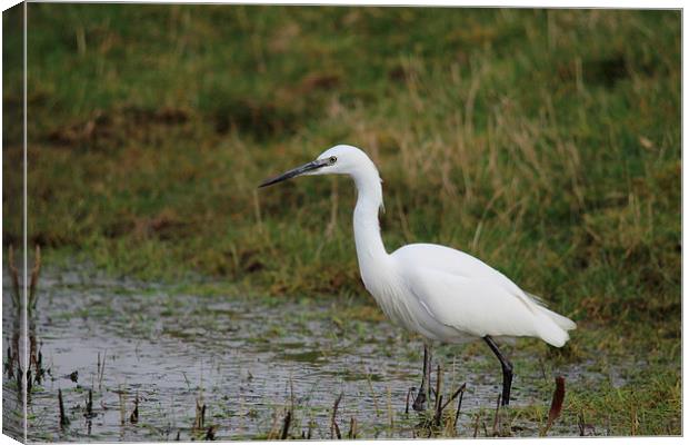 Little Egret Canvas Print by Andy Wickenden