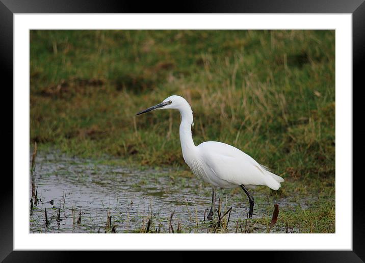 Little Egret Framed Mounted Print by Andy Wickenden
