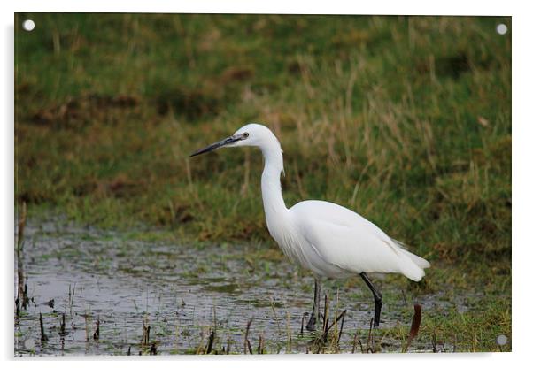 Little Egret Acrylic by Andy Wickenden