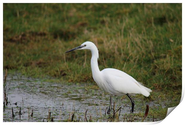 Little Egret Print by Andy Wickenden