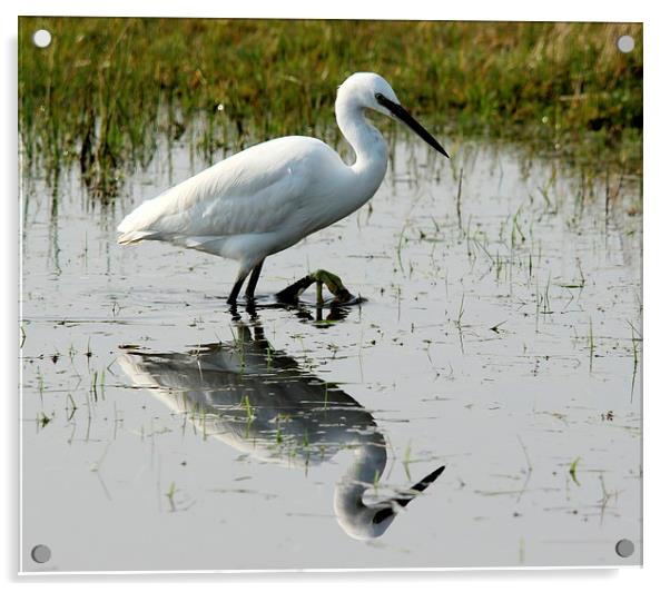 Little Egret Acrylic by Andy Wickenden