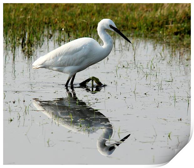 Little Egret Print by Andy Wickenden