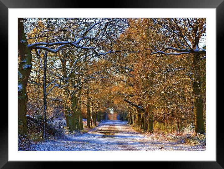 Winter Woodland Framed Mounted Print by Diana Mower
