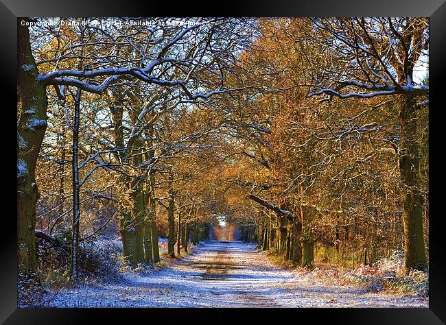 Winter Woodland Framed Print by Diana Mower