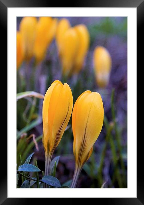 Crocus Group Framed Mounted Print by Brian  Raggatt