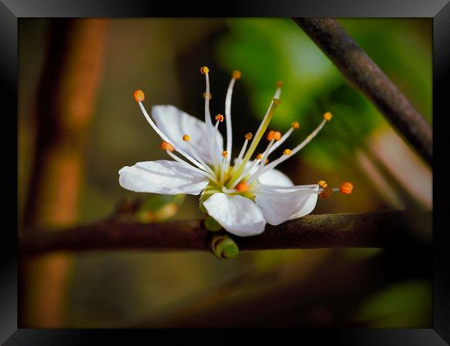 little flower blossom Framed Print by Jo Beerens