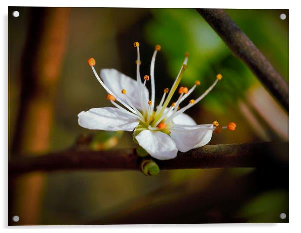 little flower blossom Acrylic by Jo Beerens