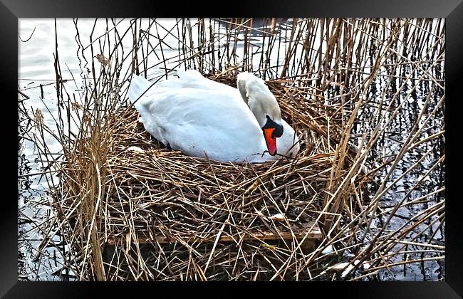 Nesting Swan Framed Print by Emma Ward