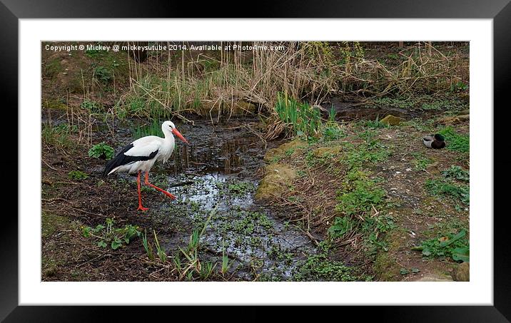 White Stork Framed Mounted Print by rawshutterbug 