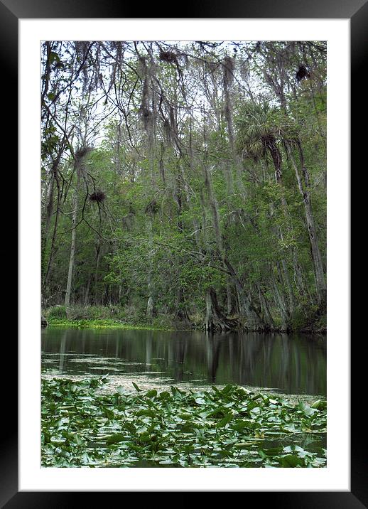 Silver Springs 2 Framed Mounted Print by Judy Hall-Folde