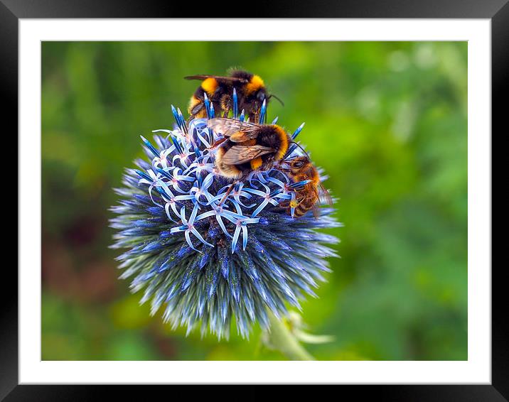 Bees Framed Mounted Print by Victor Burnside