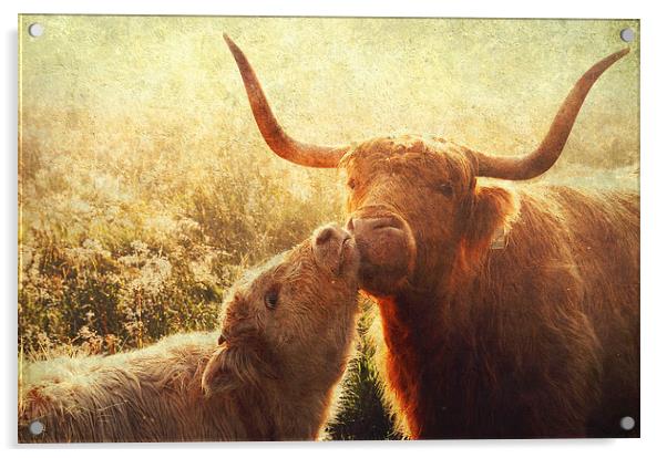 Mammy Love. Highlands Trossachs. Scotland Acrylic by Jenny Rainbow