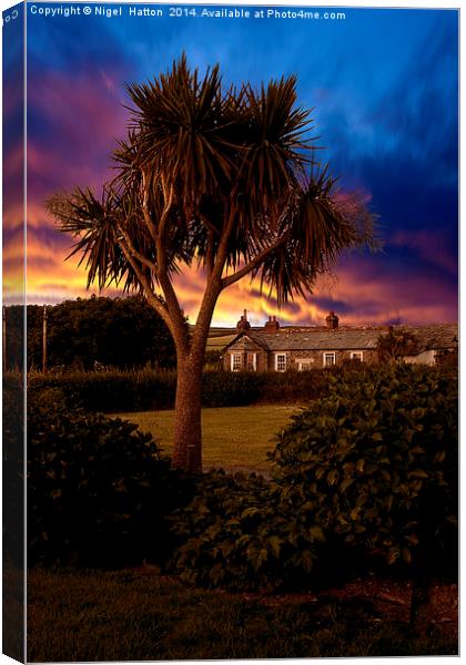 Palm Tree Canvas Print by Nigel Hatton