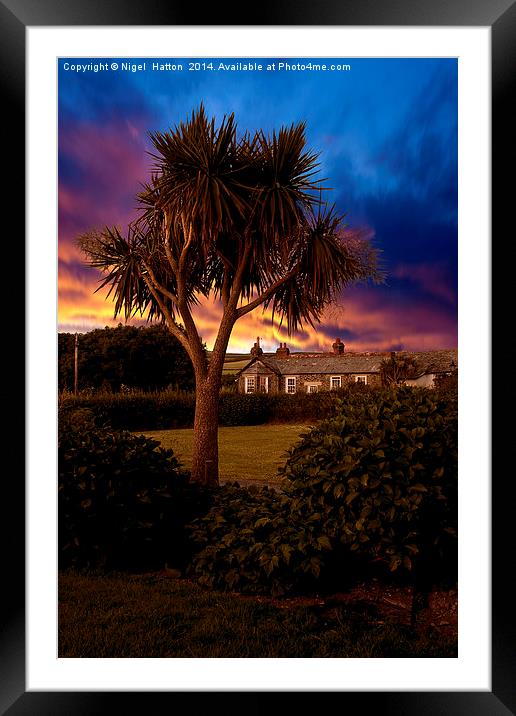 Palm Tree Framed Mounted Print by Nigel Hatton